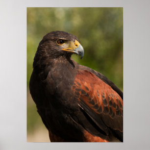 Harris Hawk Poster