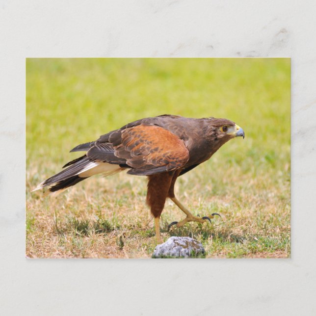 Harris Hawk walking on grass Postcard (Front)