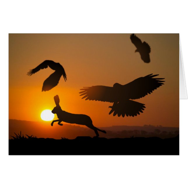 Harris Hawks (Front Horizontal)