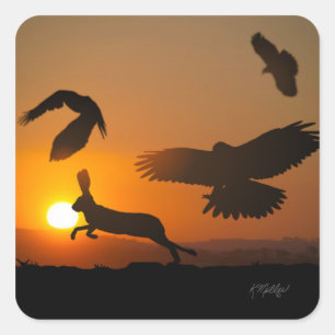 Harris Hawks Hunting Square Sticker