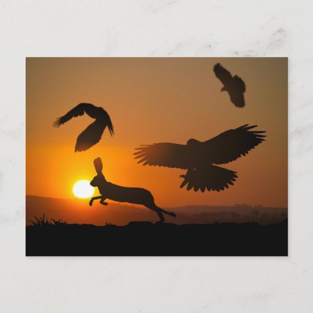 Harris Hawks Postcard (Front)