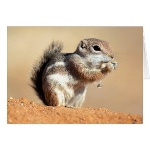 Harris's antelope squirrel (Ammospermophilus)