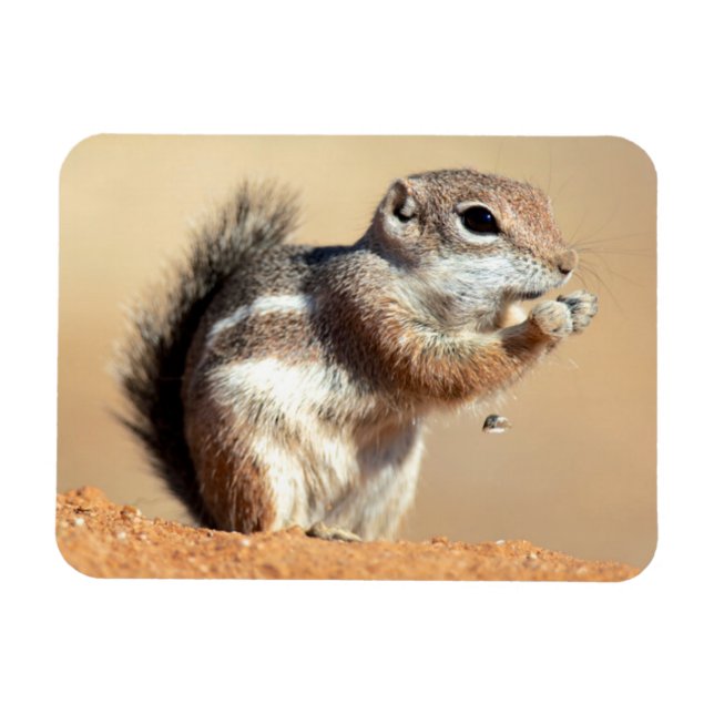 Harris's antelope squirrel (Ammospermophilus) Magnet (Horizontal)