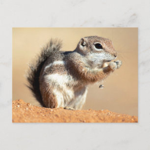 Harris's antelope squirrel (Ammospermophilus) Postcard