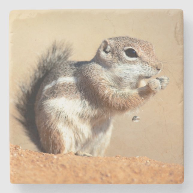 Harris's antelope squirrel (Ammospermophilus) Stone Coaster (Front)