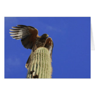 Harris's Hawk perched atop Saguaro Cactus