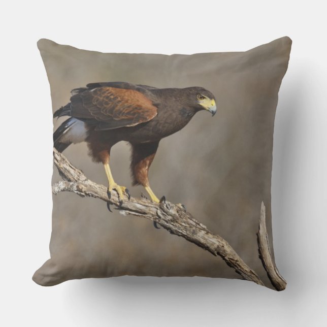 Harris's Hawk perched raptor Cushion (Front)
