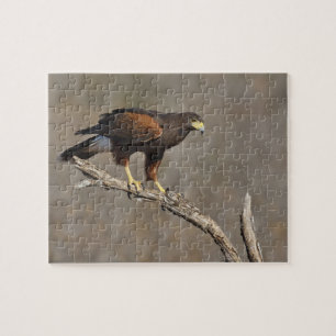 Harris's Hawk perched raptor Jigsaw Puzzle