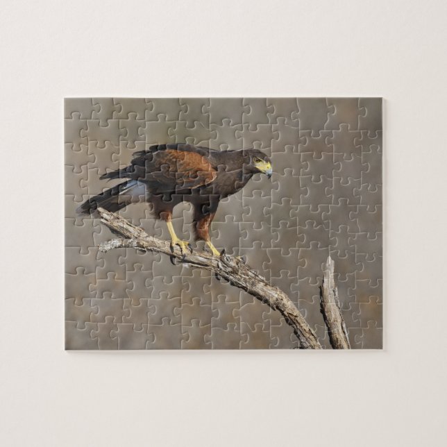 Harris's Hawk perched raptor Jigsaw Puzzle (Horizontal)