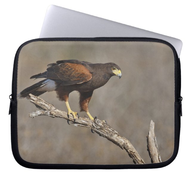Harris's Hawk perched raptor Laptop Sleeve (Front)