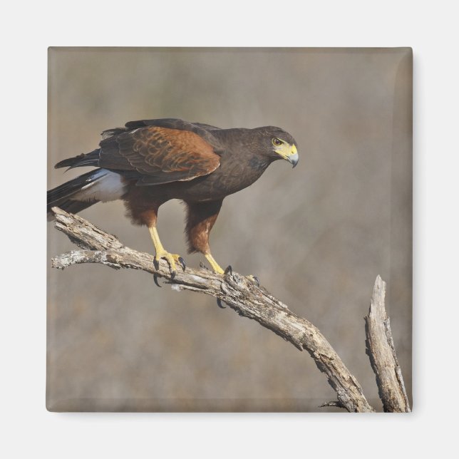 Harris's Hawk perched raptor Magnet (Front)