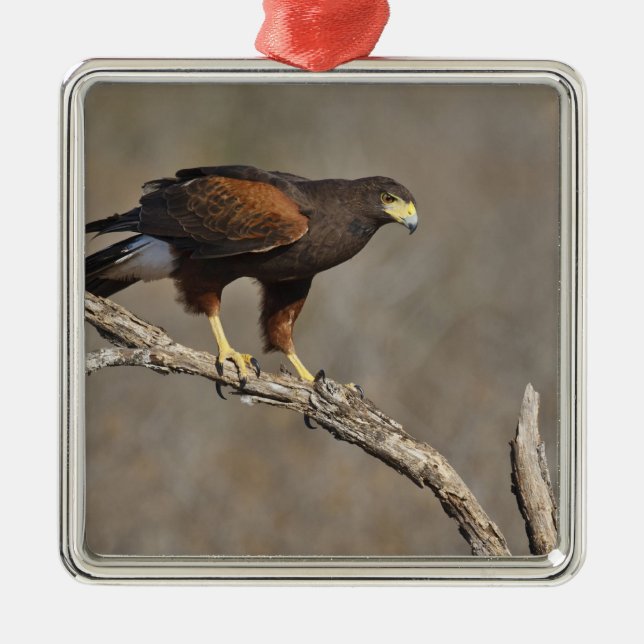Harris's Hawk perched raptor Metal Tree Decoration (Front)