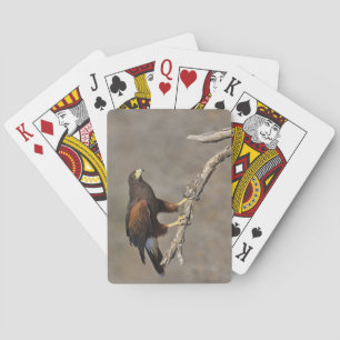 Harris's Hawk perched raptor Playing Cards
