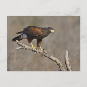 Harris's Hawk perched raptor Postcard