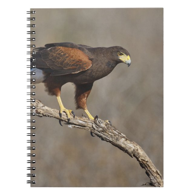 Harris's Hawk perched raptor Spiral Notebook (Front)