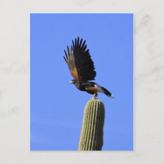 Harris's Hawk taking flight Postcard