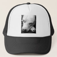 harry potter scar dog white pit bull