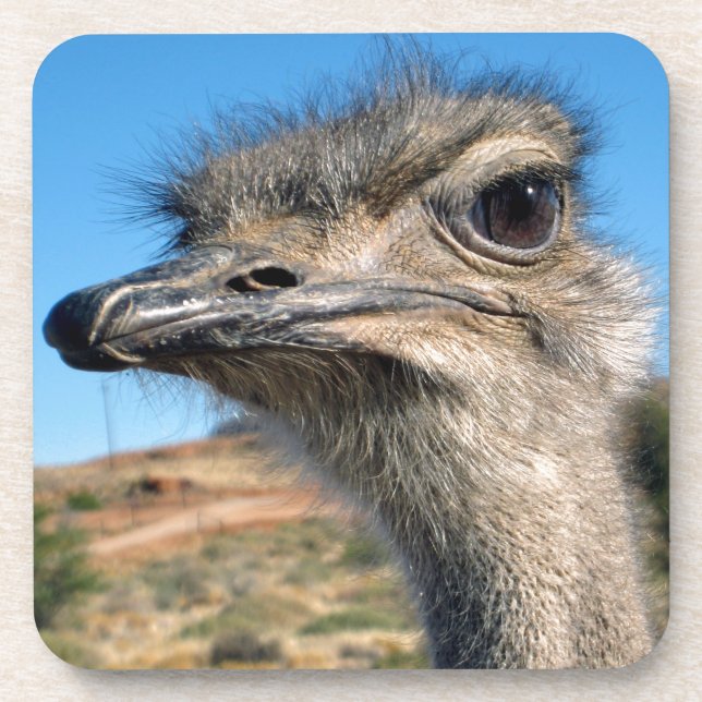 Harry the Happy Ostrich Coaster (Front)