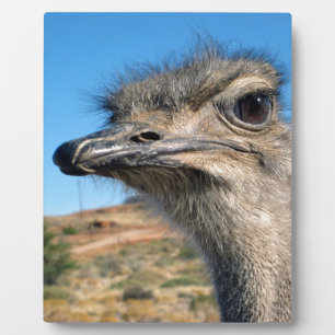 Harry the Happy Ostrich Plaque