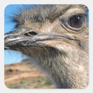 Harry the Happy Ostrich Square Sticker