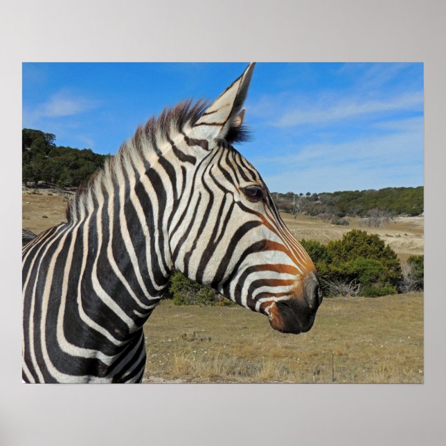 Hartmann's Mountain Zebra Profile at Fossil Rim Poster (Front)