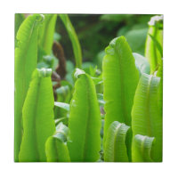 Hart's Tongue Fern Tile