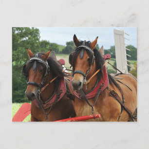 Harvest horse team photo postcard