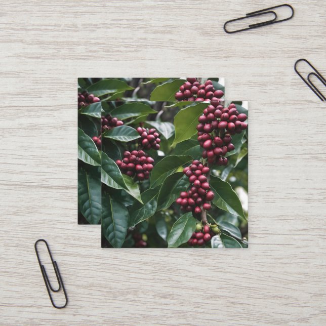 **"Harvest in Bloom: Coffee Beans on the Tree"** Square Business Card (Front/Back In Situ)