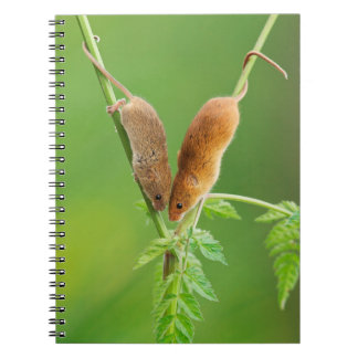 Harvest Mice Notebook