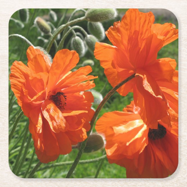 Harvest Moon Oriental Poppy Square Paper Coaster (Front)