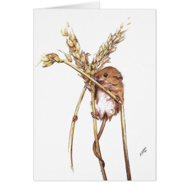 Harvest Mouse (Front)