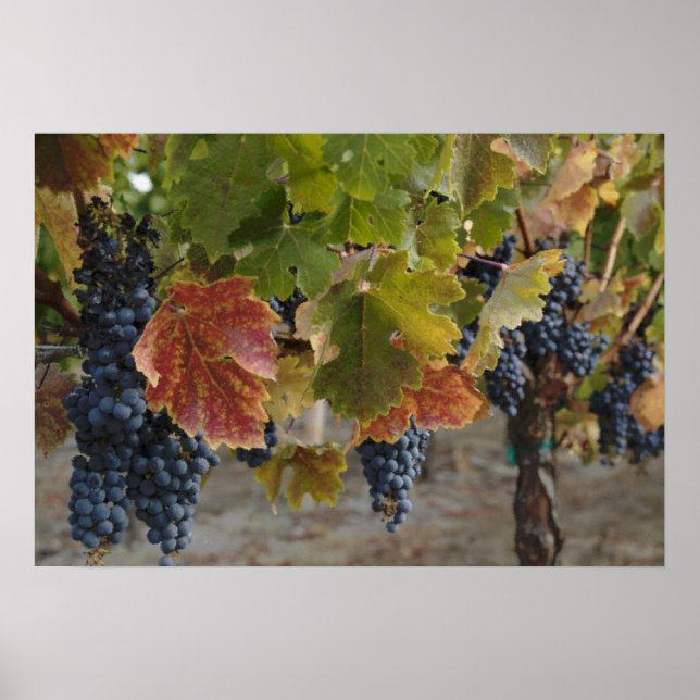 Harvest Time Poster (Front)