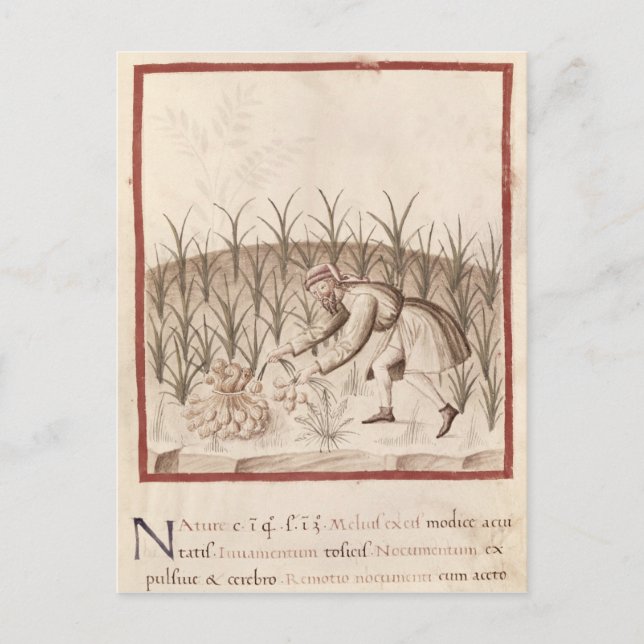 Harvesting Garlic Postcard (Front)