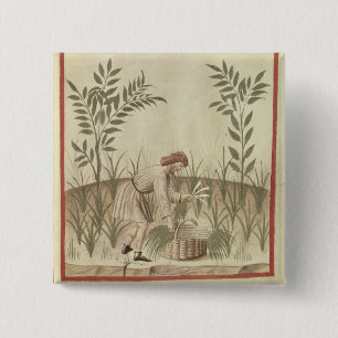 Harvesting Leeks, from 'Tacuinum Sanitatis' 15 Cm Square Badge