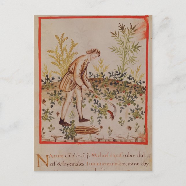 Harvesting Parsnips from 'Tacuinum Sanitatis' Postcard (Front)