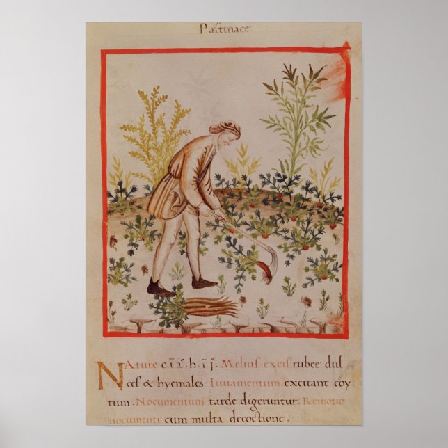 Harvesting Parsnips from 'Tacuinum Sanitatis' Poster (Front)