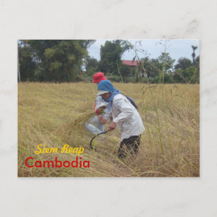 Harvesting Rice in the fields outside Siem Reap Postcard