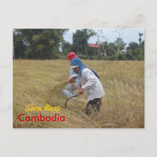 Harvesting Rice in the fields outside Siem Reap Postcard