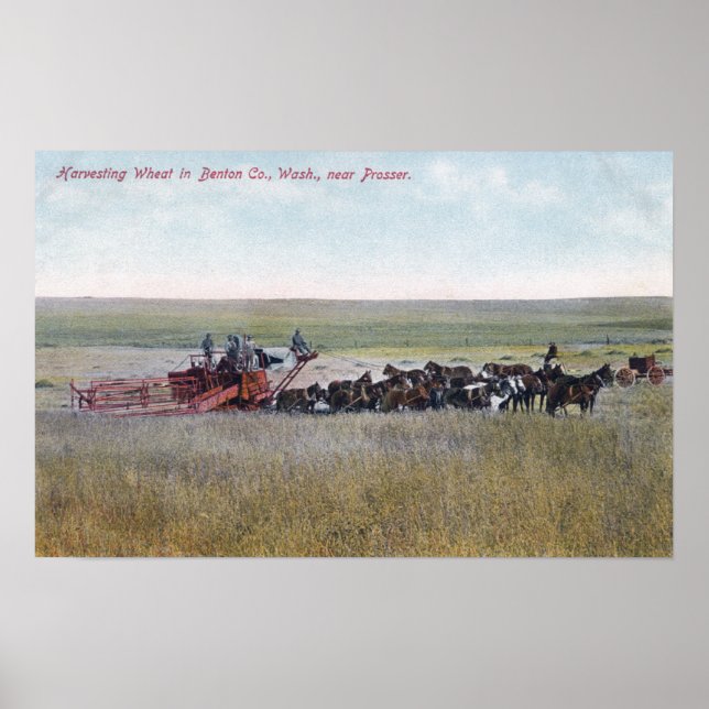 Harvesting Wheat Scene Poster (Front)