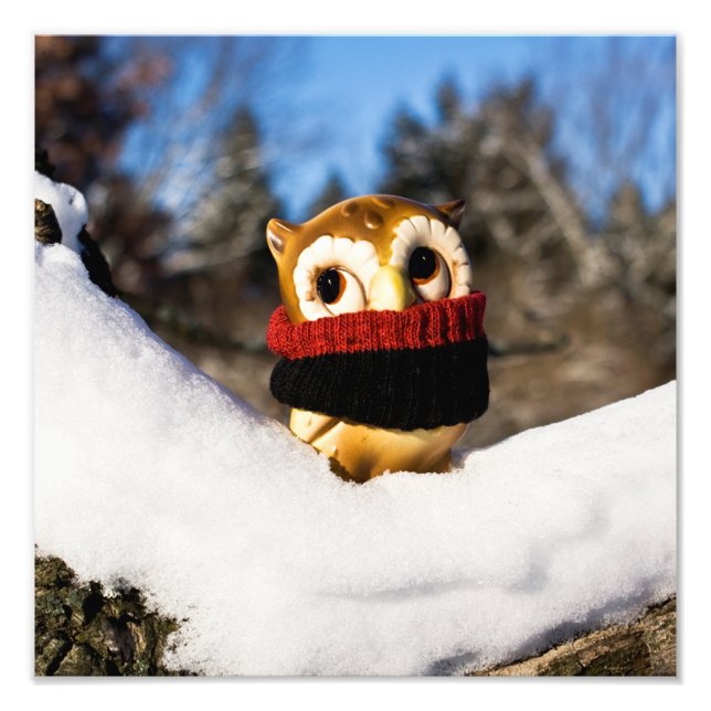 Harvey the Owl IV Photo Print (Front)