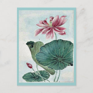 Hasu - lotus / by Megata Morikaga Ukiyo-e. Postcard