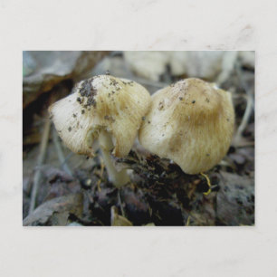 Hat Mushroom Pair Postcard