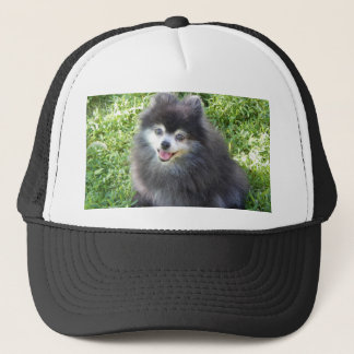 hat with original Pomeranian photo