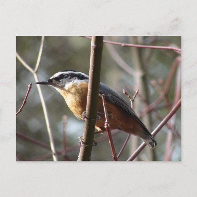 Hatch the Nuthatch Postcard (Front)