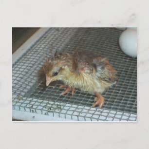 Hatchling Chick Postcard