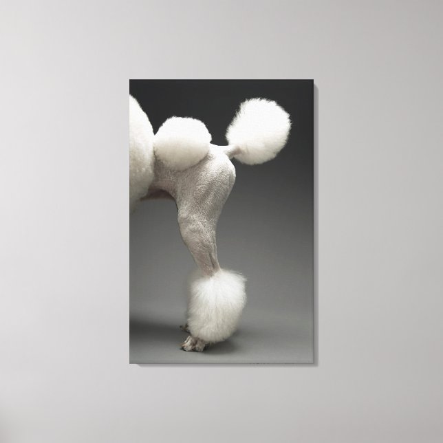Haunches of Poodle, on grey background Canvas Print (Front)
