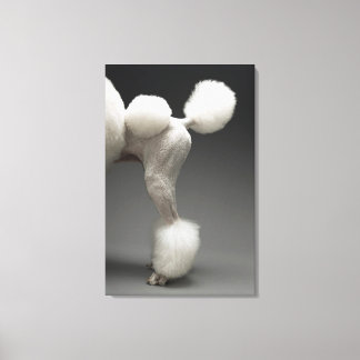 Haunches of Poodle, on grey background Canvas Print