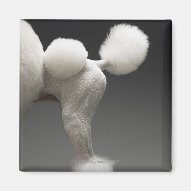Haunches of Poodle, on grey background Magnet (Front)