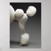 Haunches of Poodle, on grey background