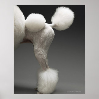 Haunches of Poodle, on grey background Poster